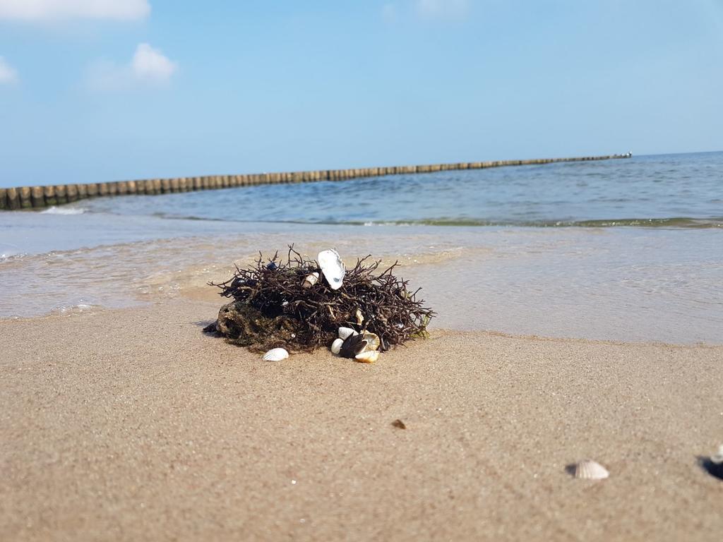 Ferienwohnung Strandwurzel Zempin Εξωτερικό φωτογραφία